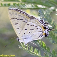 Jalmenus ictinus (Stencilled Hairstreak) at Deakin, ACT - 27 Dec 2018 by JonSteinbeck