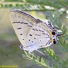 Jalmenus ictinus (Stencilled Hairstreak) at Deakin, ACT - 27 Dec 2018 by BIrdsinCanberra