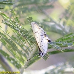 Jalmenus ictinus at Deakin, ACT - 27 Dec 2018