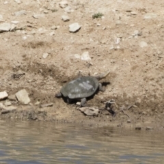 Chelodina longicollis (Eastern Long-necked Turtle) at Michelago, NSW - 29 Oct 2018 by Illilanga