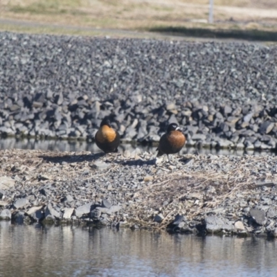 Tadorna tadornoides (Australian Shelduck) at Bungendore, NSW - 1 Jul 2017 by WarrenRowland