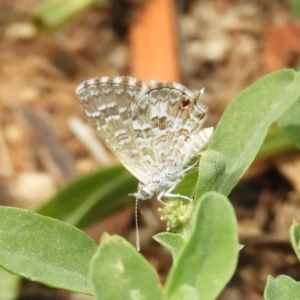 Theclinesthes serpentata at Fyshwick, ACT - 31 Dec 2018