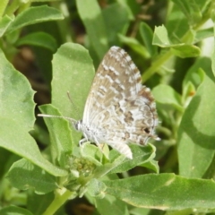 Theclinesthes serpentata at Fyshwick, ACT - 31 Dec 2018 11:22 AM