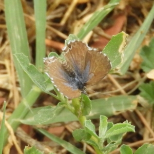 Theclinesthes serpentata at Fyshwick, ACT - 31 Dec 2018