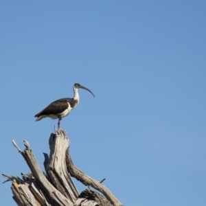 Threskiornis spinicollis at Fyshwick, ACT - 1 Jul 2017 12:18 PM