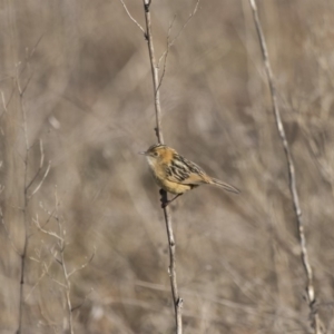 Cisticola exilis at Fyshwick, ACT - 1 Jul 2017 12:00 AM