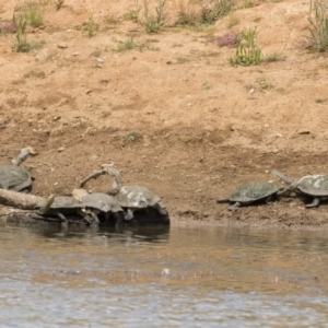 Chelodina longicollis at Illilanga & Baroona - 25 Nov 2018 10:31 AM