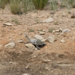 Chelodina longicollis at Illilanga & Baroona - 25 Nov 2018