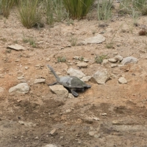 Chelodina longicollis at Illilanga & Baroona - 25 Nov 2018 10:31 AM