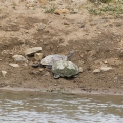 Chelodina longicollis at Illilanga & Baroona - 25 Nov 2018 10:31 AM