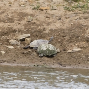 Chelodina longicollis at Illilanga & Baroona - 25 Nov 2018