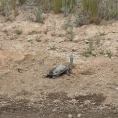 Chelodina longicollis at Illilanga & Baroona - 25 Nov 2018 10:31 AM