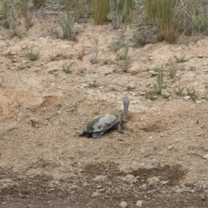 Chelodina longicollis at Illilanga & Baroona - 25 Nov 2018 10:31 AM