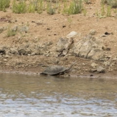 Chelodina longicollis at Illilanga & Baroona - 25 Nov 2018 10:31 AM