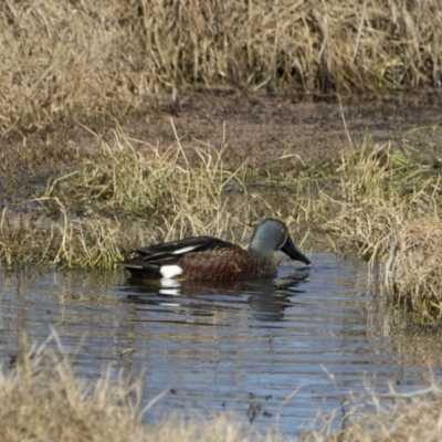 Spatula rhynchotis (Australasian Shoveler) at Fyshwick, ACT - 1 Jul 2017 by WarrenRowland