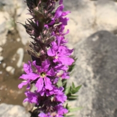 Lythrum salicaria (Purple Loosestrife) at Stony Creek - 31 Dec 2018 by RWPurdie