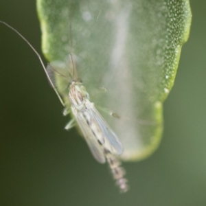 Chironomidae (family) at Michelago, NSW - 30 Dec 2018