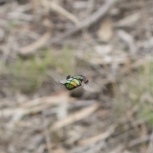 Rutilia sp. (genus) at Michelago, NSW - 16 Dec 2018 03:20 PM