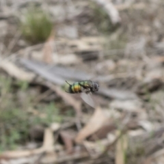 Rutilia sp. (genus) at Michelago, NSW - 16 Dec 2018 03:20 PM