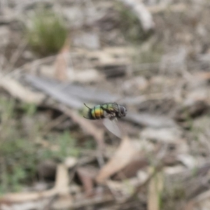 Rutilia sp. (genus) at Michelago, NSW - 16 Dec 2018 03:20 PM