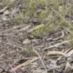 Rutilia sp. (genus) at Michelago, NSW - 16 Dec 2018 03:20 PM