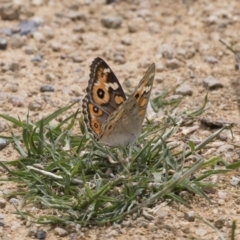 Junonia villida (Meadow Argus) at Michelago, NSW - 30 Dec 2018 by Illilanga