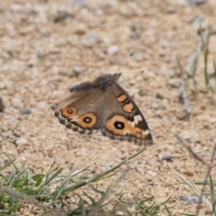 Junonia villida at Michelago, NSW - 31 Dec 2018