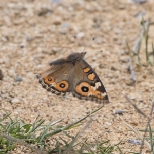 Junonia villida at Michelago, NSW - 31 Dec 2018 09:56 AM