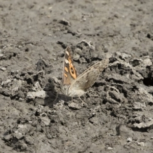 Junonia villida at Michelago, NSW - 31 Dec 2018 09:56 AM