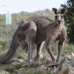 Macropus giganteus at Michelago, NSW - 20 Dec 2018 04:23 PM