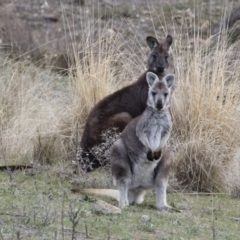 Osphranter robustus (Wallaroo) at Michelago, NSW - 12 Oct 2018 by Illilanga