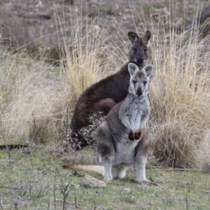 Osphranter robustus at Michelago, NSW - 12 Oct 2018