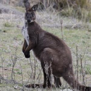 Osphranter robustus robustus at Michelago, NSW - 12 Oct 2018 03:55 PM