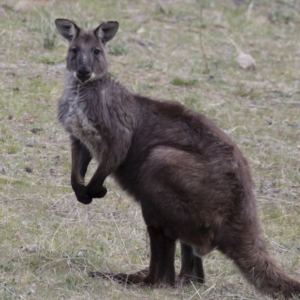 Osphranter robustus robustus at Michelago, NSW - 12 Oct 2018 03:55 PM