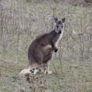 Osphranter robustus robustus at Michelago, NSW - 12 Oct 2018 03:55 PM