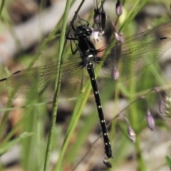 Eusynthemis guttata (Southern Tigertail) at Cotter River, ACT - 31 Dec 2018 by JohnBundock