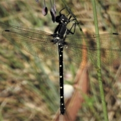 Eusynthemis guttata at Cotter River, ACT - 1 Jan 2019 09:41 AM