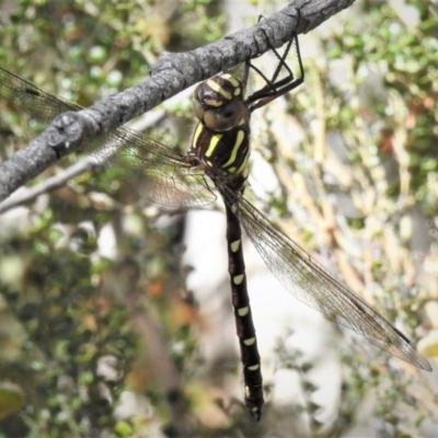 Austroaeschna pulchra (Forest Darner) at Cotter River, ACT - 31 Dec 2018 by JohnBundock