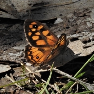 Geitoneura klugii at Cotter River, ACT - 1 Jan 2019 10:33 AM