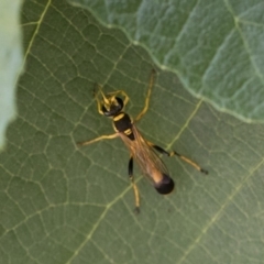 Sceliphron laetum (Common mud dauber wasp) at Michelago, NSW - 29 Dec 2018 by Illilanga