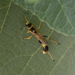 Sceliphron laetum at Michelago, NSW - 29 Dec 2018 01:28 PM