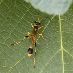 Sceliphron laetum at Michelago, NSW - 29 Dec 2018 01:28 PM