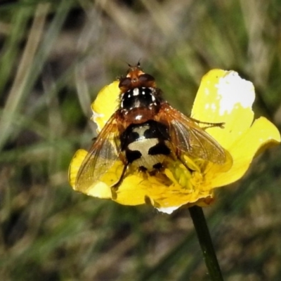 Microtropesa sp. (genus) (Tachinid fly) at Cotter River, ACT - 31 Dec 2018 by JohnBundock