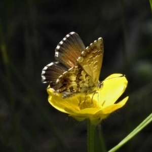 Neolucia agricola at Cotter River, ACT - 1 Jan 2019 10:53 AM