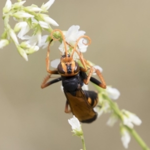 Cryptocheilus sp. (genus) at Michelago, NSW - 31 Dec 2018 09:24 AM