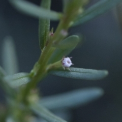 Lythrum hyssopifolia at Illilanga & Baroona - 22 Dec 2018