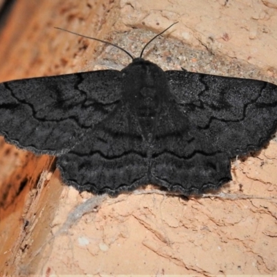 Melanodes anthracitaria (Black Geometrid) at Wanniassa, ACT - 31 Dec 2018 by JohnBundock