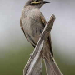 Caligavis chrysops (Yellow-faced Honeyeater) at Michelago, NSW - 30 Dec 2018 by Illilanga