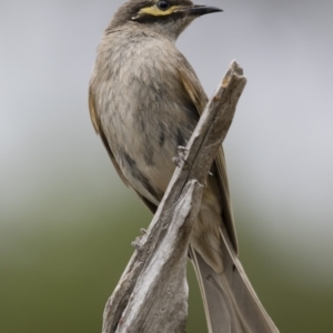 Caligavis chrysops at Michelago, NSW - 30 Dec 2018