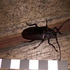 Paroplites australis (Banksia longhorn beetle) at Tathra, NSW - 31 Dec 2018 by SteveMills